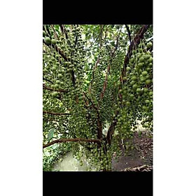 Mua Cây dâu da xanh (cây giống) siêu trái