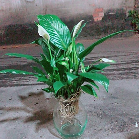 Mua Chậu Cây Lan Ý Thuỷ Sinh (có kèm chậu thuỷ tinh)