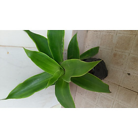 Mua Cây lược vàng  cây như hình minh họa