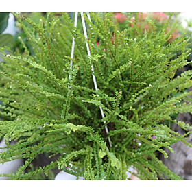 Chậu treo cây dương xỉ