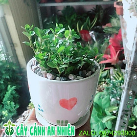 Mua Chậu Cây Bạc Hà Doublemint