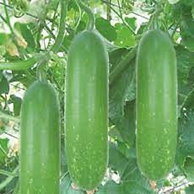 Hạt giống bí đao chanh F1 WG-9
