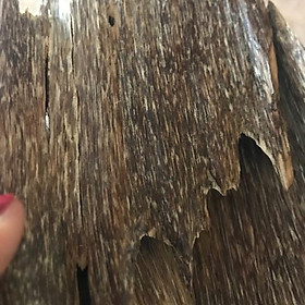 Mua Trầm miếng tự nhiên hàng kiến kim dùng xông  uống trà