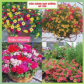 Mua Hạt Giống Hoa Triệu Chuông F1 Siêu Dễ Trồng Hoa Nở Đẹp Tặng kèm Hướng Dẫn Trồng