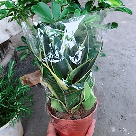 Mua Lưỡi hổ thái búp sen