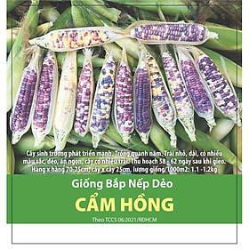 Mua Hạt Giống Bắp Nếp Dẻo Cẩm Hồng - Trái Dẻo Ăn Ngon Dễ Trồng- NON GMO- Hạt giống Rạng Đông  Chất lượng vượt trội !