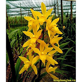 Đia lan hương cát cát cực thơm, hàng hoa tết, gửi nguyên chậu đi, hàng to đẹp