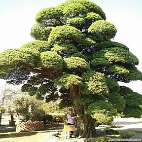 Mua COMBO 2 CÂY TÙNG LA HÁN HÀNG GIỐNG SIÊU ĐẸP  SIÊU KHỎE