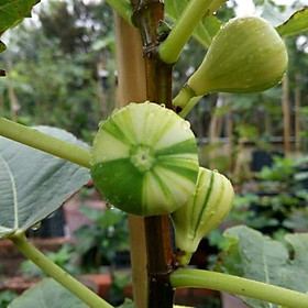 Mua CÂY SUNG MỸ CẨM THẠCH