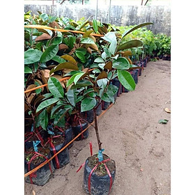 Mua Cây giống Vú sữa Lò Rèn chuẩn tặng 2 cây chè xanh