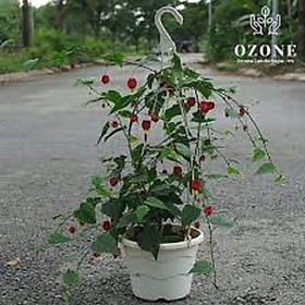 Mua CHẬU HOA LEO LỒNG ĐÈN LOẠI NHỎ