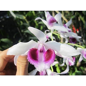 Phi điệp 5 cánh trắng 5ct HỌNG TÍM hàng gieo hạt