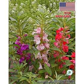 100GR 10K.HẠT Hạt Giống Hoa Móng Tay Lùn 30cm Mix (| B6*V42)