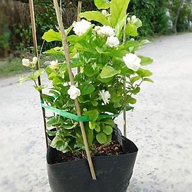 Chậu hoa lài tiểu thư