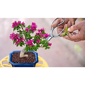 CÂY HOA GIẤY - CHẬU MINI HOA SIÊU ĐẸP, GIÁ RẺ, NHIỀU MÀU