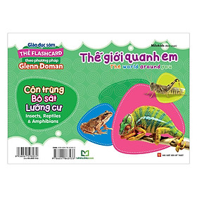 Thẻ Flashcard - The World Around You - Côn Trùng - Bò Sát - Lưỡng Cư - Insects, Reptiles & Amphibians - Bản Quyền