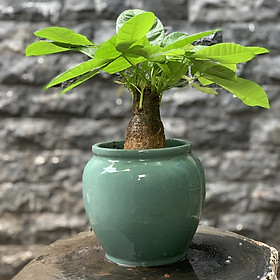 Cây Kim Ngân Chậu Xanh