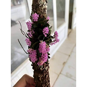 Mua 5 cây Lan trứng bướm. 1 số nụ khi tới mùa hoa
