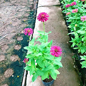 Cây cúc lá nhám hay Cây hoa cánh giấy, hoa duyên cúc, bách nhật, cúc zinnia