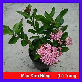 Mua Cây Mẫu Đơn Hồng (Lá Trung) - cây bông trang hồng + tặng phân bón cho cây