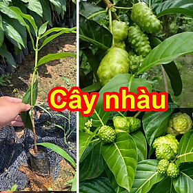 Cây giống Nhàu hỗ trợ bệnh tiểu đường, tăng huyết á