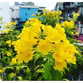 Mua cây giống huỳnh liên(chuông vàng bụi)
