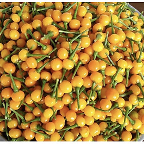 Mua 120 Trái Ớt Charapita  Ớt Peru