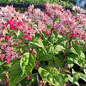 Mua CHẬU CÂY HOA NGỌC NỮ TRẮNG SIZE LỚN-LOÀI HOA LỘNG LẪY  THUẦN KHIẾT  HOA NỞ QUANH NĂM - NCHNNCCLSH
