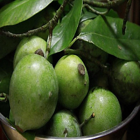 Mua CÂY QUẢ DỌC NẤU CANH CHUA - CÂY GIỐNG