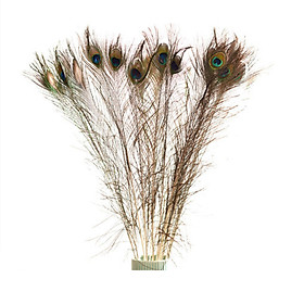 Mua Combo 10 lông công tự nhiên dài 80cm