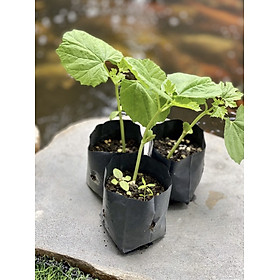 Mua Túi ươm cây kích thước 5x10cm set 100cái