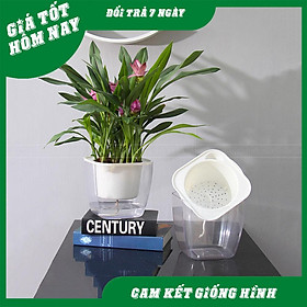 Mua Chậu trồng cây TỰ DƯỠNG loại vuông trong suốt  tự tưới thông minh  7 - 30 ngày không cần tưới nước