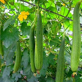 Mua 10H_hạt giống Mướp Hương Trái dài (sai trái)