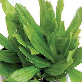 Mua 02 gói Hạt giống ngò tàu - ngò gai - mùi tàu TNP64