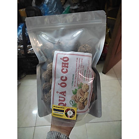 Mua Óc chó nếp vùng Tây Bắc - Loại ngon