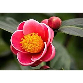 CÂY GIỐNG HOA HẢI ĐƯỜNG - CÂY NHỎ