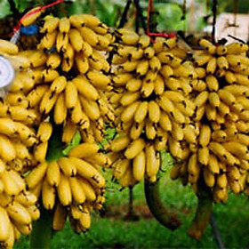 Mua Cây giống chuối tiến vua cấy mô siêu sớm