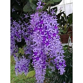 Mua cây mai xanh Thái giống
