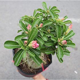 Cây sứ Thái gốc to đang có hoa và nụ ST2