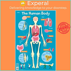 Sách - Human Body by Steve Evans (UK edition, paperback)