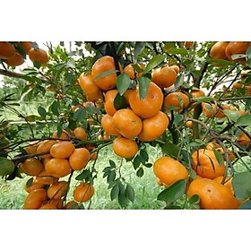 Mua Giống cây Quýt thái đường thái lan (cây ghép - siêu sớm - chuẩn giống)