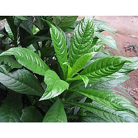 Mua Hạt giống cây xương sông