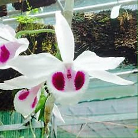 1 BẢNG  PHI ĐIỆP LAI TO ĐẸP HÀNG GIEO HẠT
