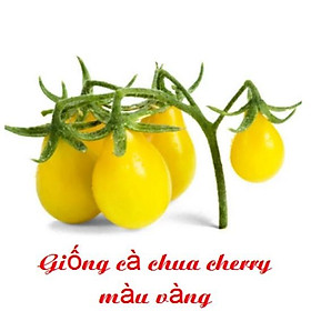 Mua HẠT GIỐNG CÀ CHUA CHERRY VÀNG chùm nhiếu trái) túi 20hạt