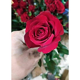 Mua Hồng nhung sadec đang nụ bầu đất