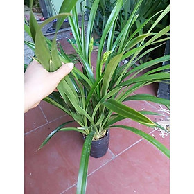 ĐIA LAN HƯƠNG CÁT CÁT HOA CỰC THƠM, HÀNG HOA TẾT, HÀNG TO ĐẸP