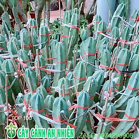 Mua Xương Rồng Bụi Cao 60-80cm