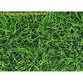 Mua Hạt Giống Cỏ Nhung Nhật - Cỏ Sân Vườn (gói 200g)