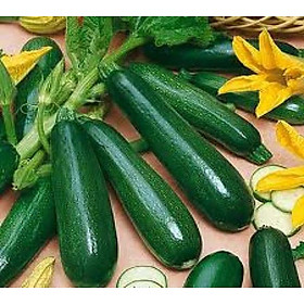 Mua Hạt Giống Bí Ngòi Xanh Hàm Lượng Dinh Dưỡng Cao  Sai Quả Năng Suất Cao