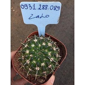 Mua cây xương rồng gai kiếm 5cm